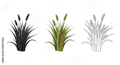 Set of three cattail plant illustrations in black silhouette, full color, and line art styles