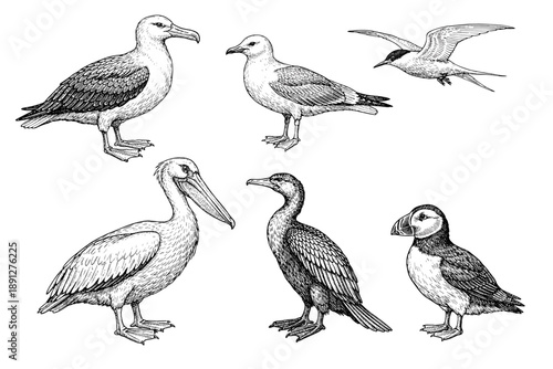 Detailed black and white illustrations of seabirds: albatross, seagull, tern, pelican, cormorant, puffin