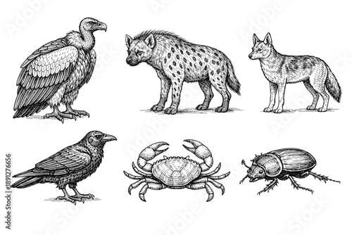Detailed monochrome illustrations of scavenger animals including vulture, hyena, jackal, crow, crab, beetle