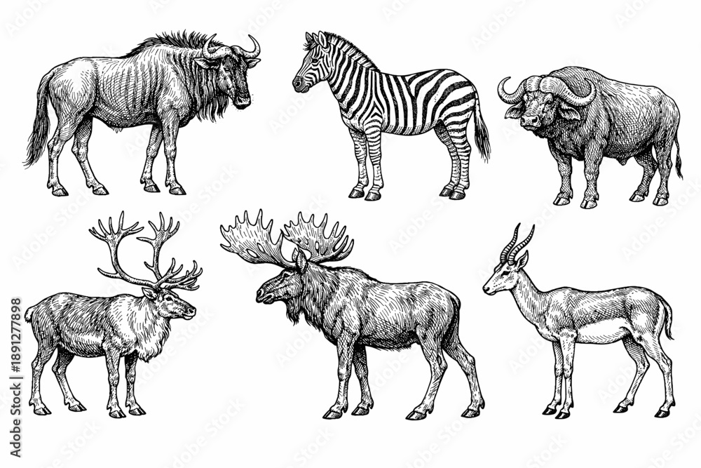 Fototapeta premium Vintage illustrations of diverse african wildlife in black and white