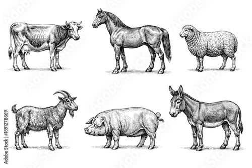 Detailed engravings of farm animals: cow, horse, sheep, goat, pig, donkey illustrations