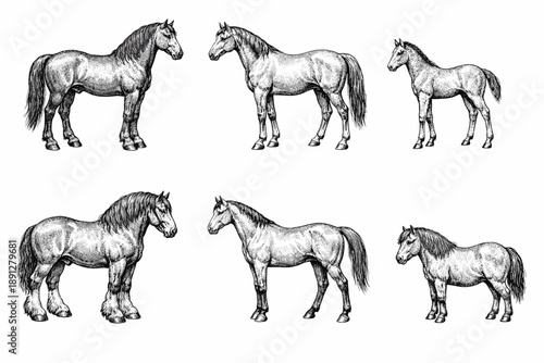 Detailed black and white sketches of diverse horse breeds in various poses