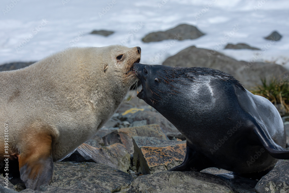 Fototapeta premium Antarctic Fur Seal Two males fighting
