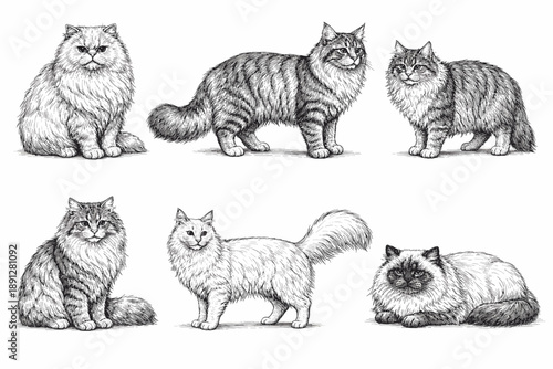 Collection of detailed cat sketches showcasing various breeds and poses