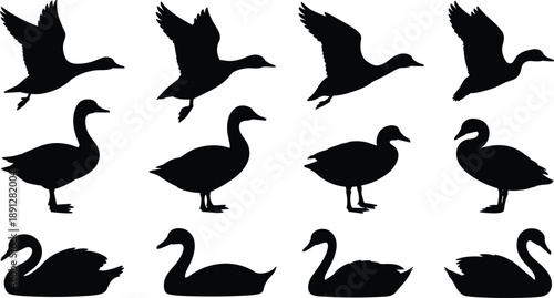 Waterfowl bird silhouette icon set featuring ducks and swans flying, standing, and swimming, black wildlife animal shapes isolated on white background for nature design use