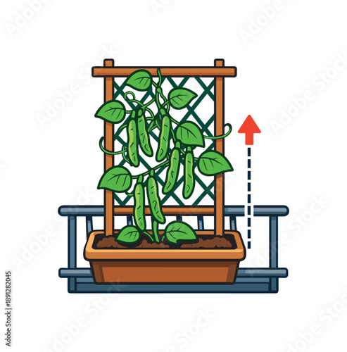 full color flat icon climbing beans on balcony trellis with small arrow up vertical food growing