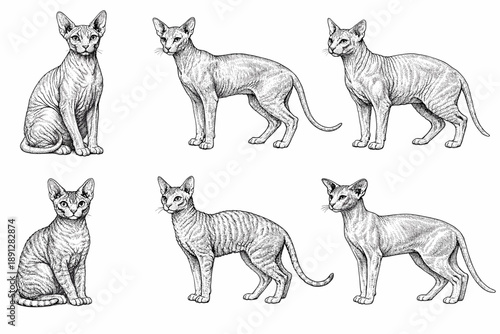 Detailed ink drawings of sphynx cats in various poses