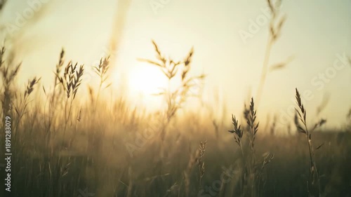 Tall grass blades backlit by the warm, golden sun creating a peaceful and serene natural landscape during sunrise or sunset, evoking feelings of calm and early morning or evening tranquility