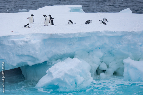 Adélie penguins and Chinstrap penguins on ice berg