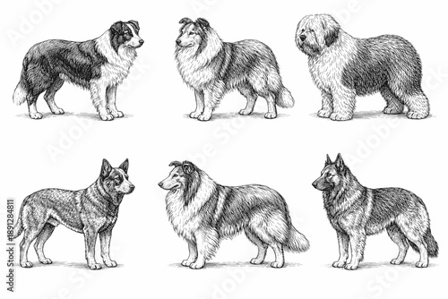 Detailed illustrations of various dog breeds in sketch style