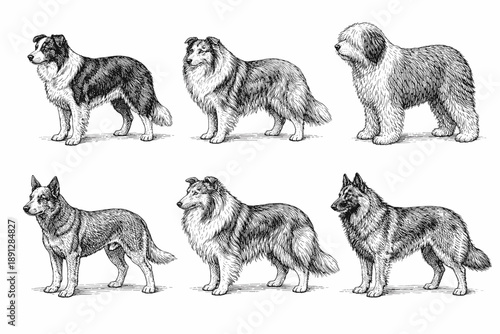 Detailed black-and-white illustrations of various dog breeds in standing poses