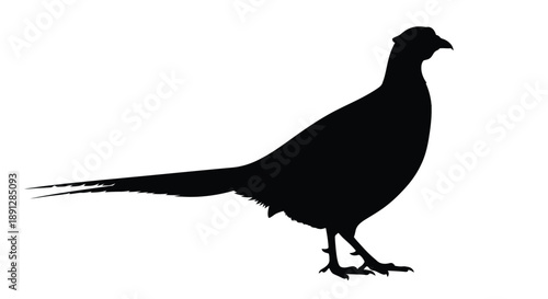 A striking black silhouette of a pheasant in profile silhouette