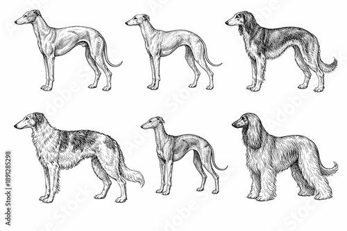 Detailed illustration of various dog breeds in black and white
