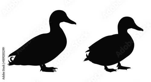 Two mallard ducks are depicted in a stark black silhouette
