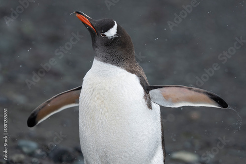 Gentoo penguins close up