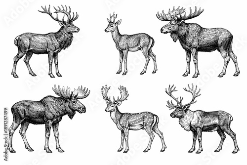 Detailed illustrations of various deer and moose species in black and white