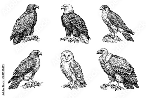 Detailed black and white drawings of various birds of prey including owls and hawks