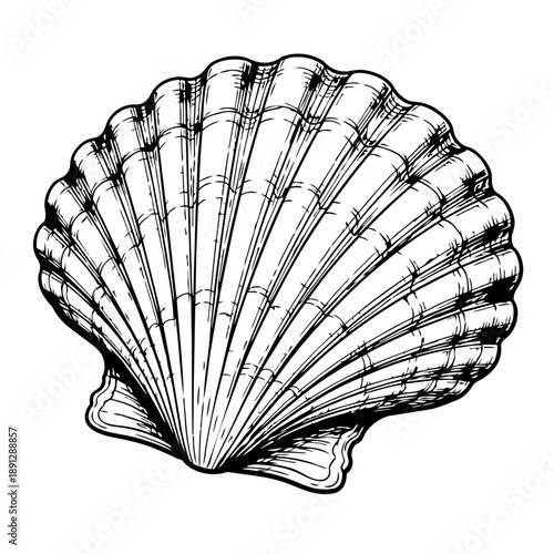 Scallop shell vector illustration line art. Black and white sketch of a sea creature. Marine print retro engraving for fabric and design.