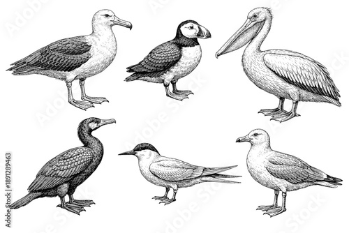 Black and white illustrations of various bird species