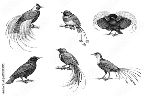 Intricate illustrations of exotic birds with elaborate tail feathers