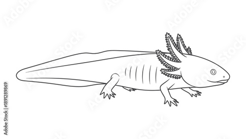 Axolotl Outlined: A clean, minimalist outline captures the unique features of an axolotl, highlighting its frilly gills and distinctive form, showcasing the wonder of aquatic life.