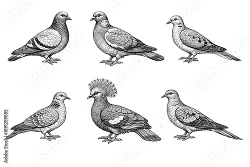 Vintage illustration of six engraved pigeons in various poses