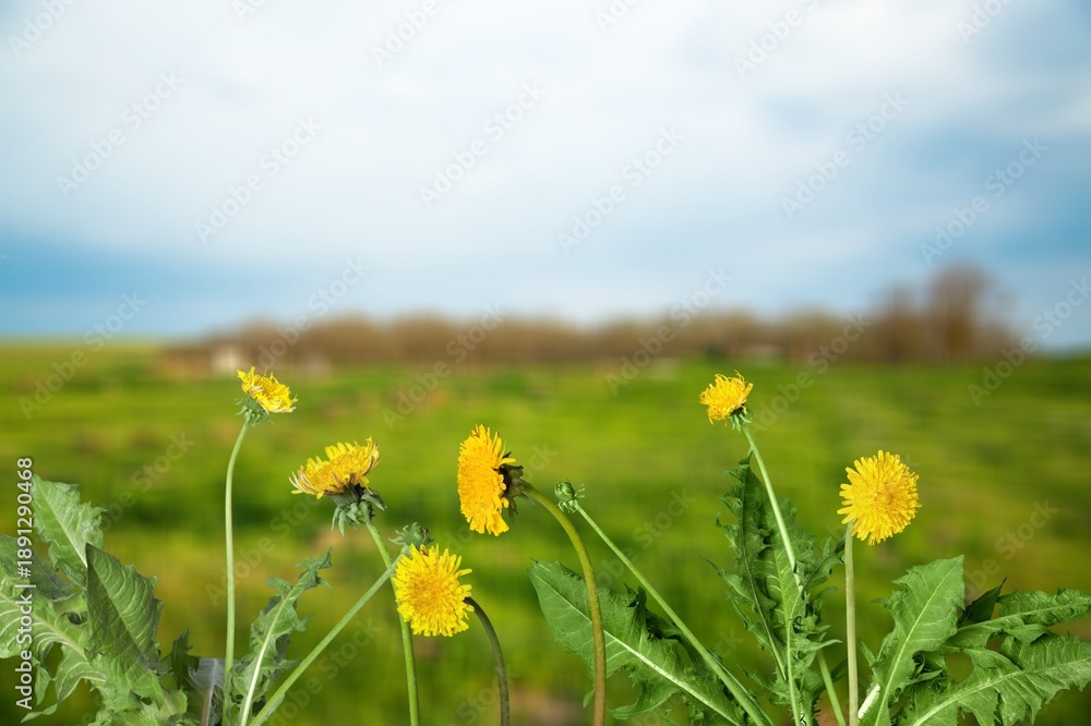 Obraz premium Yellow fresh dandelions flowers blooming on grass background