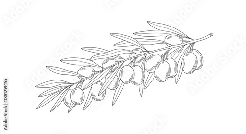 Minimalist black and white line drawing of a single olive branch laden with fruit for Mediterranean or gourmet food branding.