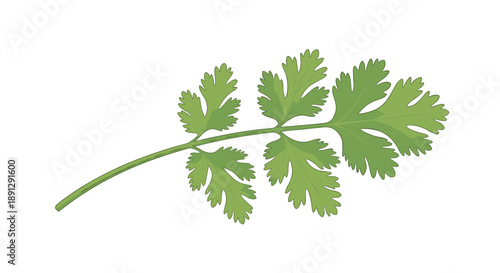 Detailed illustration of a single green cilantro or parsley leaf stem used as a fresh herb in cooking for various food recipes.