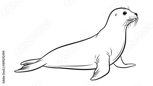 Elegant Seal Illustration: A sleek seal depicted in a detailed illustration, capturing its smooth form and characteristic features against a clean backdrop.