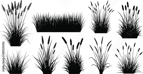 Black silhouettes of various grasses and cattails plants grass, cattails, silhouettes, black, plants, vegetation, foliage, reeds, water plants, aquatic plants, white background, various, grasses, coll