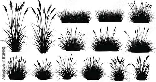 Black silhouettes of various grasses and plants white background grass, plants, silhouettes, black, white background, foliage, vegetation, reeds, cattails, blades, flora, botanical, various, grasses, 
