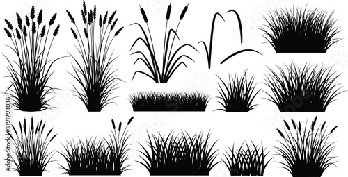 Black silhouettes of various grasses and plants white background grass, plants, silhouettes, black, white background, foliage, vegetation, reeds, cattails, wheat, lawn, bushes, flora, various, grasses