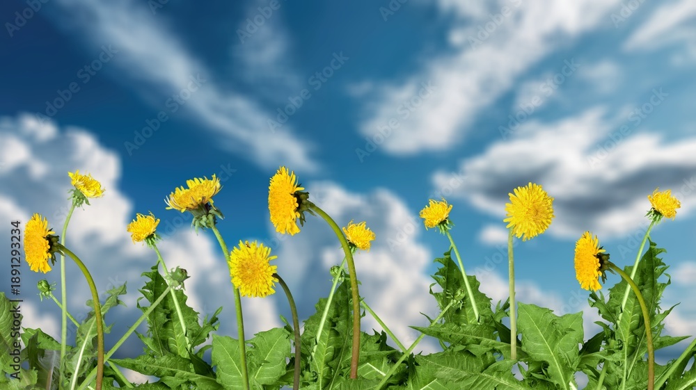 Obraz premium Yellow fresh dandelions flowers blooming on grass background
