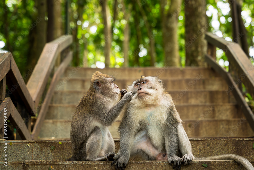 Naklejka premium Group of Balinese long-tailed macaques living in tourist-heavy reserve in Ubud, Bali