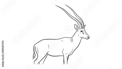 Elegant Antelope Sketch: A graceful depiction of an antelope, its sleek form defined by clean lines, stands in a pose of calm strength, showcasing the beauty of the wild. 