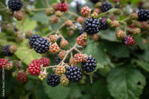 Konstfotografi Blackberries on the bush in summer
Rubus fruticosus