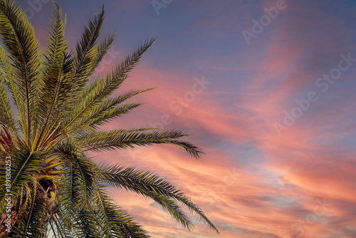 фотографія Lone palm tree against a smooth blue-to-golden gradient sky at sunset