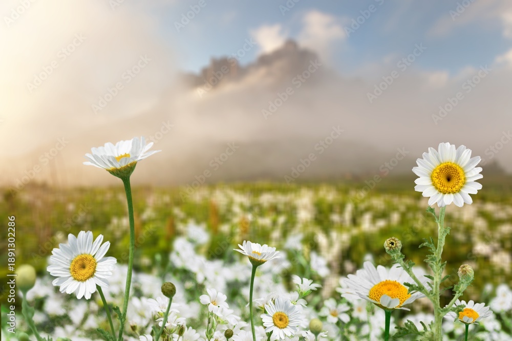 Obraz premium Beautiful spring meadow with fresh flowers