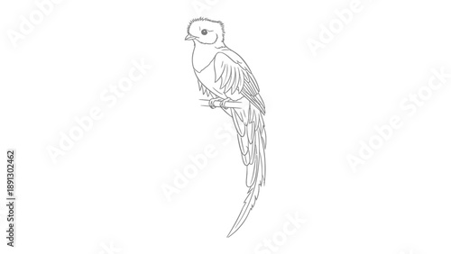 Graceful Quetzal Sketch: A meticulously crafted line drawing of a vibrant quetzal, a bird renowned for its iridescent plumage and cultural significance, poses serenely.