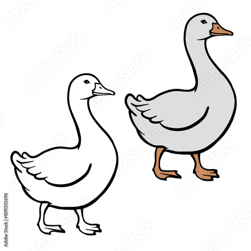 Two White Domestic Geese or Farm Birds, One in Line Art and One Colored, Isolated on Transparent Background Illustration