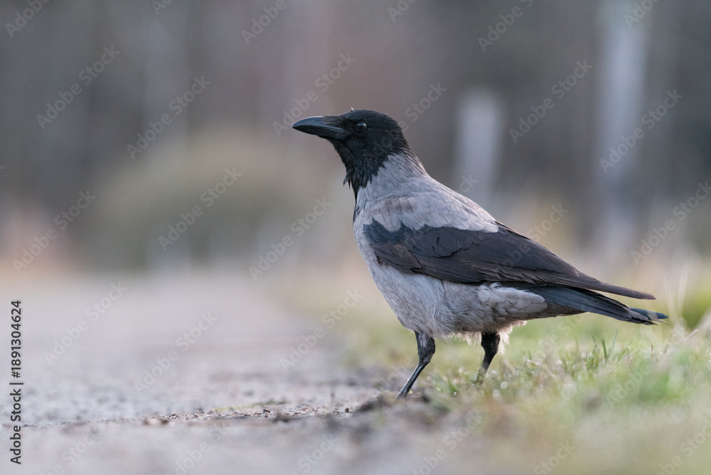 Fototapeta premium crow next to gravel road close up