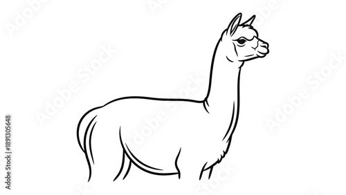 Llama Line Art: A sleek, minimalistic line art depiction of a llama stands in profile, its form elegantly rendered.