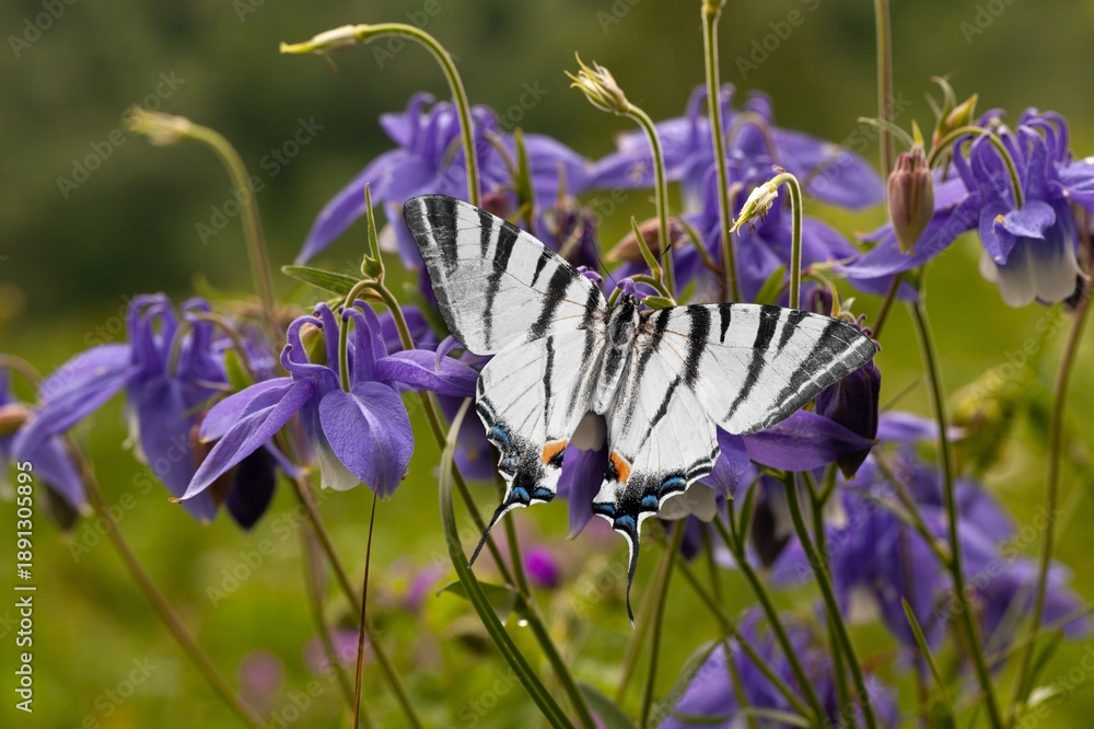 Fototapeta premium The European colourful butterfly on green meadow
