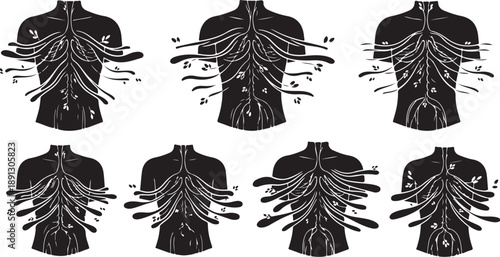 Human torso anatomy illustrations with muscles and ribs exposed