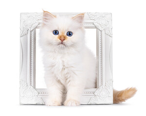 Sweet red point Sacred Birman cat kitten, sitting through white photo frame. Looking straight to camera with bright blue eyes. Isolated on a white background.