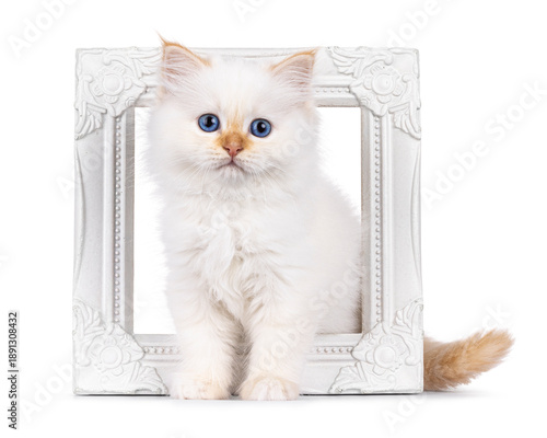 Sweet red point Sacred Birman cat kitten, sitting through white photo frame. Looking straight to camera with bright blue eyes. Isolated on a white background. © Nynke