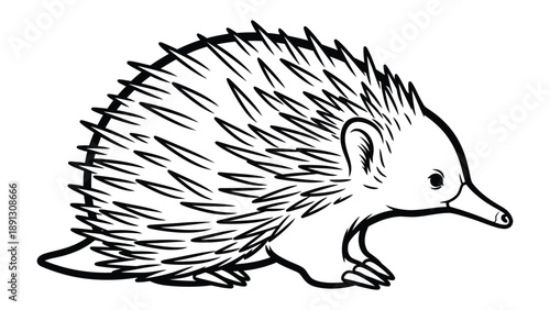 Echidna Line Art Illustration: A detailed line drawing of an echidna, highlighting the unique features of this spiky animal.
