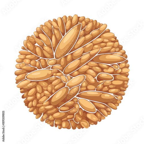 Round bundle of wheat stalks isolated on white background, Vector, illustration
