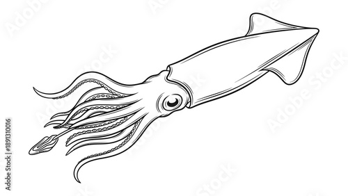 Inkling of the Deep: A minimalist illustration of a squid, captured in graceful lines, revealing its intriguing form and capturing the essence of the ocean's enigmas.